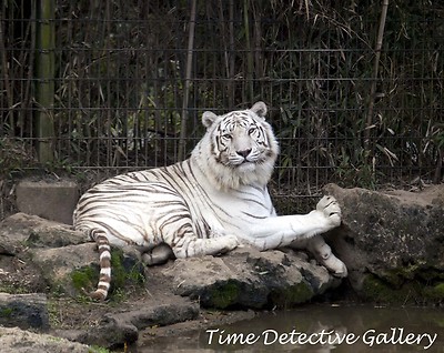 White Tiger at the Zoo, Montgomery, Alabama - Color Photo Print