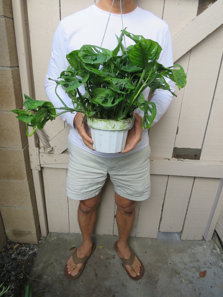 Monstera Adonsonii Swiss Cheese Plant eBay