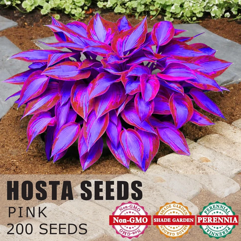 Hosta Seeds Perennial Hosta Plants Grow Easily Rare Blue Purple Hosta Bulb Seeds - Image 2 of 4