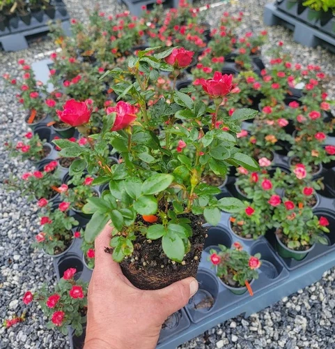 Petite Knock Out® Rose - Live Plant ( 1 QT )