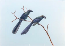 Watercolor Bird Painting Illustration 16" X 11.5" Perched Anis Birds Signed