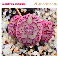 Conophytum minimum 3-Headed Succulent Plant 【NOT Lithops 】 Succulents pink gift