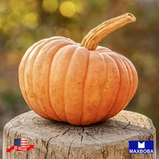 Pumpkin Seeds - Connecticut Field Non-GMO Heirloom Vegetable Garden