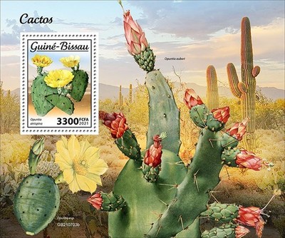 Cactus