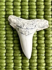 FOSSILIZED LEMON SHARK TOOTH ( 7/8 INCH ) FROM BONE VALLEY FLORIDA 