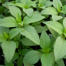 Lime Basil Seeds | Heirloom / Non-GMO | Free Shipping | Seed Store | 1127