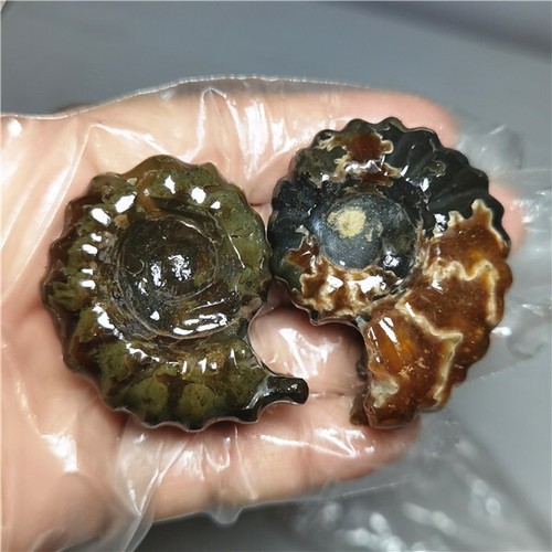 105g Ammonite specimens of natural conch from "goat's horn" of Madagascar L811 - Picture 11 of 12