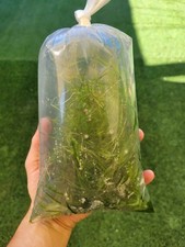Guppy Grass Live Freshwater Plant Buy 2 Get 1 Free Great for Fry Shrimp