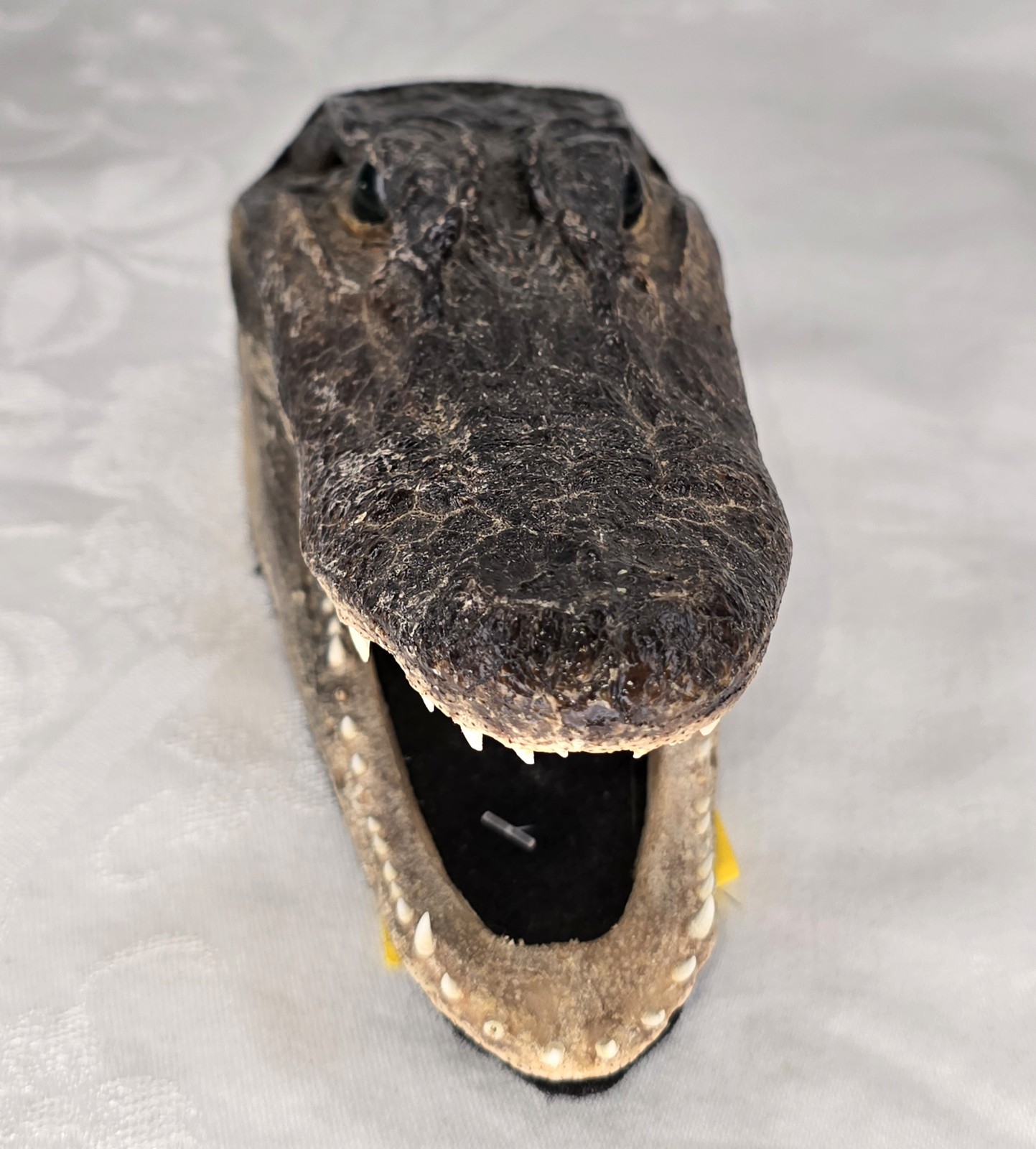 Authentic 7" American Alligator Head - Gator Daves Felt Lined Taxidermy Head