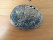 Vintage Beach Find Shell - Black Abalone (Haliotis cracherodii) - RARE XVI