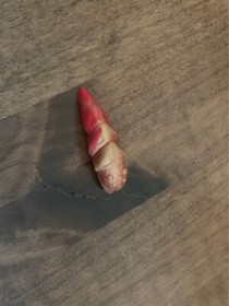 LEGO BIONICLE: Rahkshi Turahk (8592)  Complete w/ Kraata (No Instructions)