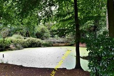 Photo A1 Hare Hill (National Trust): Lake covered in green algae Greenda c2021