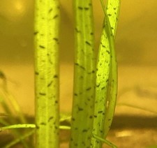 RARE Tiger Vallisneria Leopard - 6 plants USA GROWN VIBRANT EASY VAL