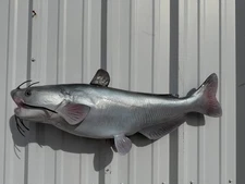 31" Blue Catfish Full Mount Replica - Quick Production