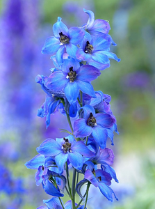 200 2000 Seeds Delphinium Giant Blue White Pink Flower Delphinium Ebay