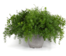 Asparagus Houseplant Fuzzy Fern Frizz Plant Perennial 2 x 9cm Pot Loves Bathroom