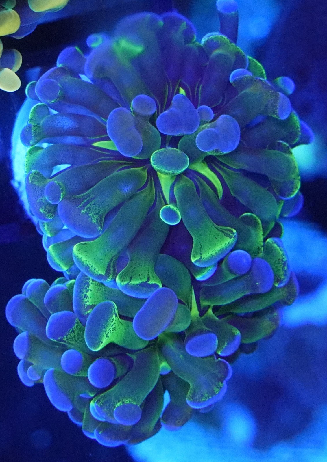 [WYSIWYG] Unique Purple Tip Hammer 2 Heads 2 Easy LPS Euphyllia Live