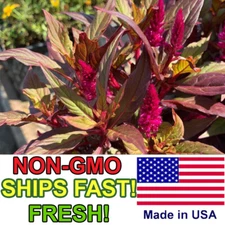 1000+ Red Garnet Amaranth Seeds | Non-GMO Garden Seeds | Product of USA