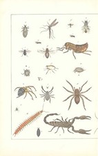 c1840 Antique Print INSECTS FLY SCORPION FLEA SPIDER MOSQUITO (CNH72)