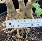 Gmelina Philippensis Parrot’s Beak bonsai Large base Three trunk planting — photo 4