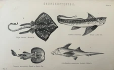 Antique Fish Print c1870s – Chimaera, Electric Ray, Rabbit Fish – Engraving