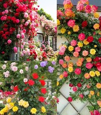 200 Mixed Climbing Rose Rosa Seeds for Planting Outdoors -Heirloom Garden
