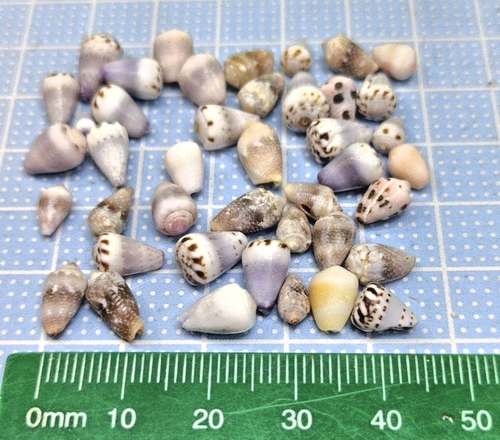 Concial Shell cone shell from japan Shells of Okinawa | eBay