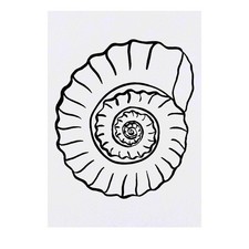 'Ammonite Fossil' Temporary Tattoos / Transfers TO00031699 