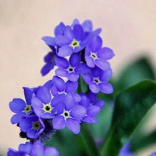 Forget Me Nots INDIGO BLUE Perennial Edging Groundcover Border Non-GMO 200 Seeds