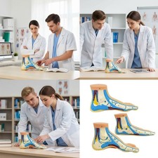 Anatomical PVC Foot Models For Clinical Rehabilitation Classroom Demonstration