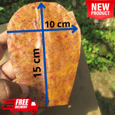 100x Indian Almond Leaves  For Fish Tank Aquarium Dried Catappa Ketapang