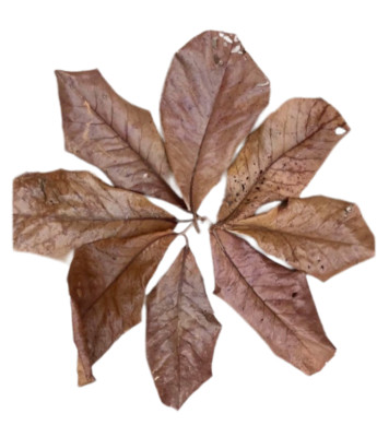 30 pcs cattappa leaves or indian almond leaves for betta, shrimp and more