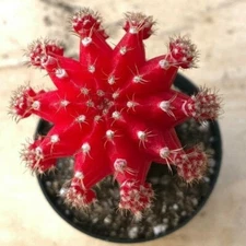 Gyncocaleum Mihanovichii Friedrichii 'Moon Cactus' 'Red', Comes in a 2.5" Pot