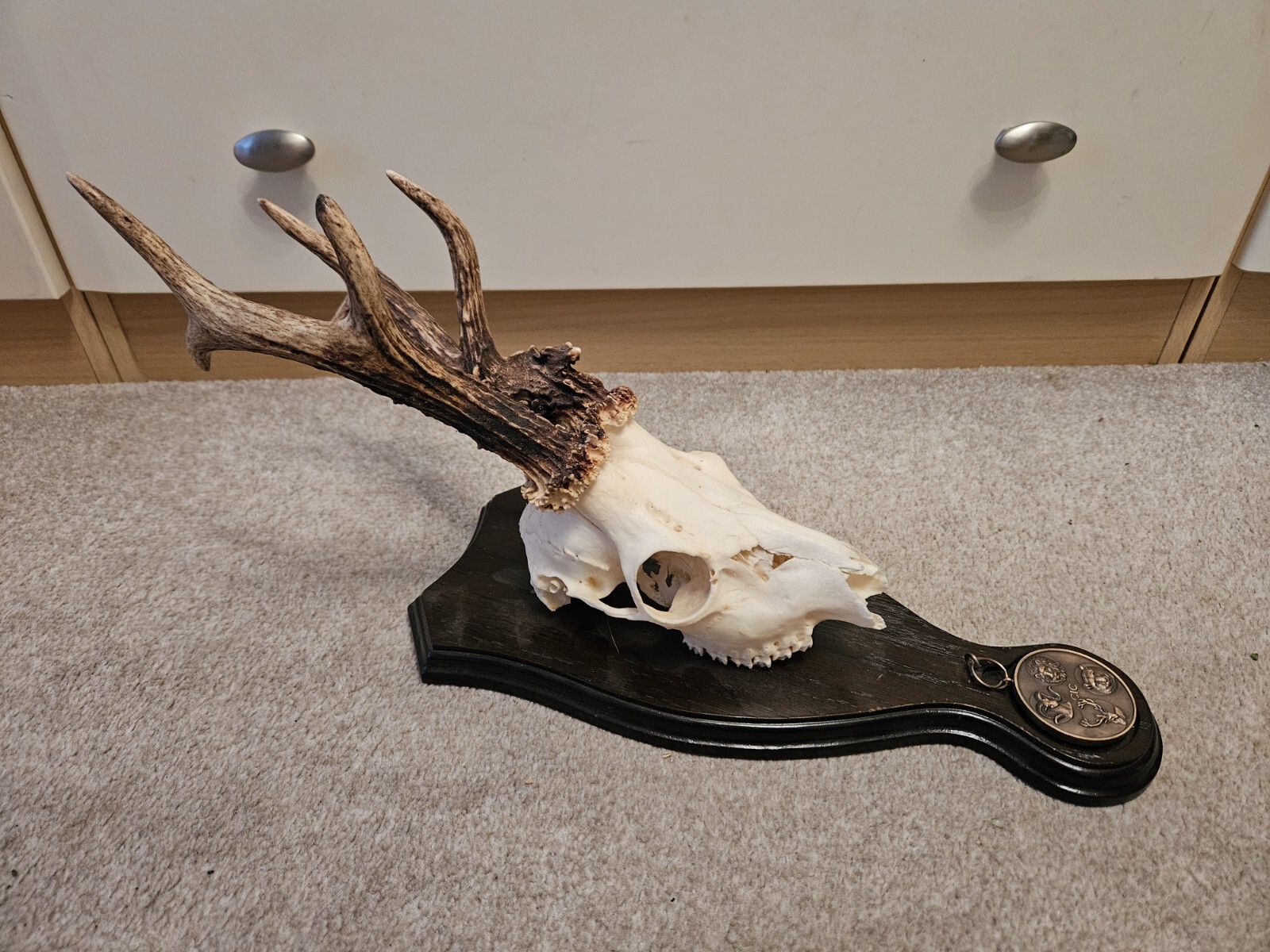 Taxidermy Large Bronze Medal Roe Deer Skull eBay