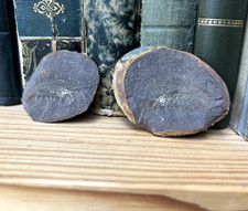 Garnele Shrimp ACANTHOTELSON / Karbon Carboniferous Mazon Creek Fossil Beds USA