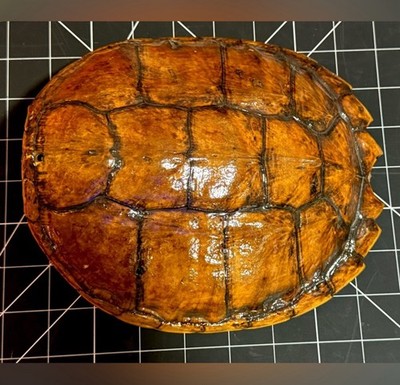 Natural Oddities Large Authentic Turtle Shell   Size Shown in Product Photos