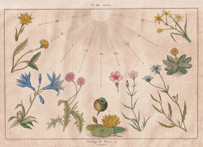 Blumenuhr floral clock flowers Blumen Botanik Stahlstich Guerin-Meneville 1833