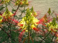 Caesalpinia Gilliesii 10 Seeds Shrub Tree Flowers Yellow Bird of Paradise