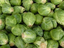 Brussel Sprouts, Long Island Improved  100 - 125  NON - GMO Seeds Heirloom