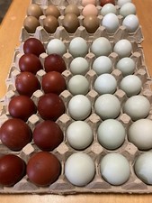 UOVA FECONDE, FERTILI ARAUCANA, MARANS E OLIVER IN PUREZZA 100%