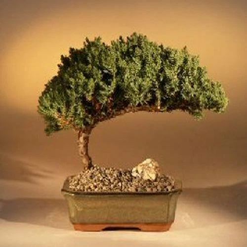 Juniper Bonsai Tree 7"H Medium Plant Outdoor Juniper Procumbens Nana Easy Care - Image 4 of 4