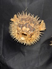 Vintage Puffer Fish Preserved Blowfish Balloonfish Dried 6-7”
