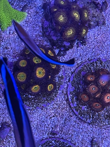 Sunny D Paly Zoanthids Zoa Paly SPS LPS Corals, WYSIWYG Grow Out Plate