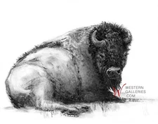 Bison Buffalo Fine Art Wildlife Charcoal Drawing - 8x10 Signed Print