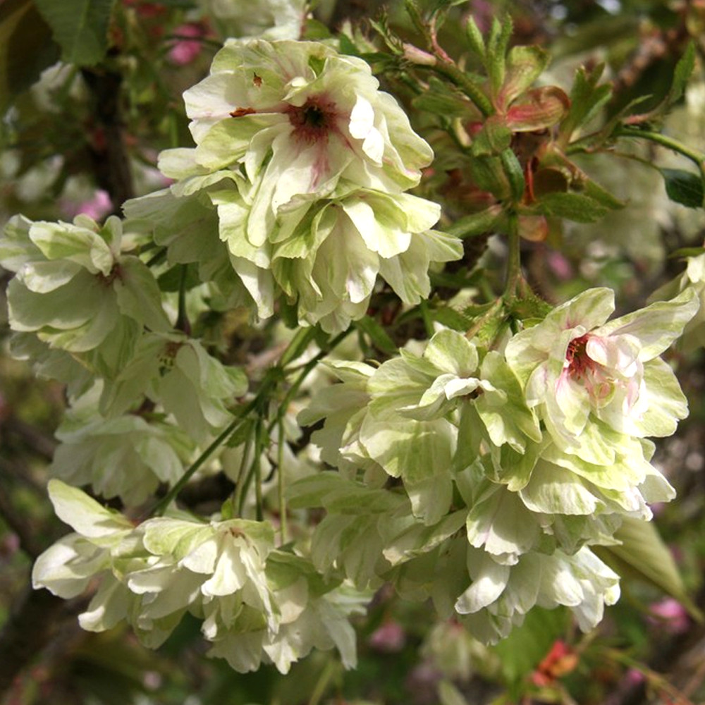 Prunus 'Royal Flame' | Ornamental Cherry Tree | Ornamental Fruit Tree | 5-6ft