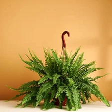 Kimberly Queen Fern, Live Indoor Plant, Easy Care Air Purifying Hanging Housepla