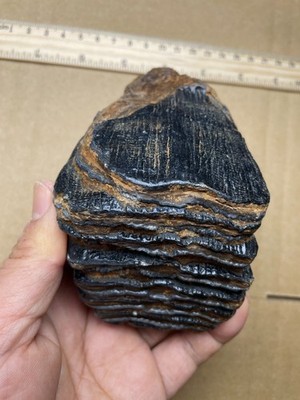 700g Ice Age tooth collection