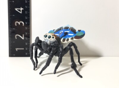 DANGOです Bandai Japan Exclusive Dango Mushi Peacock Jumping Spider