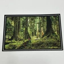 Rain Forest Olympic Peninsula Washington Postcard Hemlock Spruce Ferns Unposted