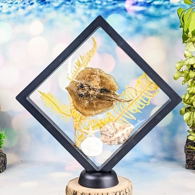 Stingray fish starfish  Nautical Taxidermy Oddities Curiosities floating decor